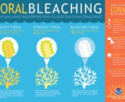 (Infographic credit: NOAA's Coral Reef Conservation Program) Although corals can recover from mild bleaching, severe or long-term bleaching can be deadly. After corals die, reefs quickly degrade and the structures corals build erode. This provides less shoreline protection from storms and fewer habitats for fish and other marine life.